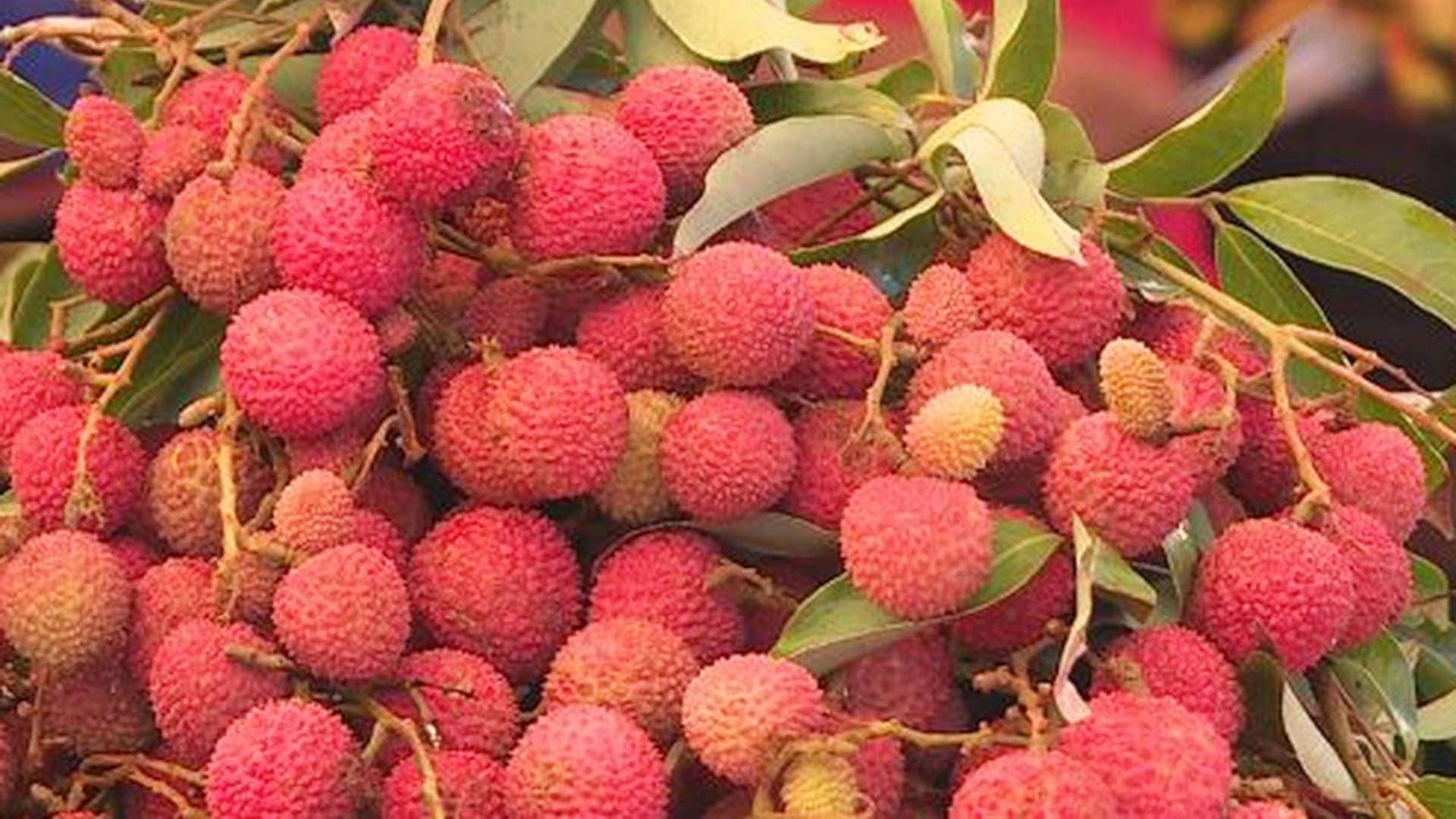 letchi bio réunion offre spaciale 2021
